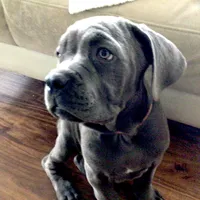 Nickname Reyna - Olive, a female Cane Corso for sale in Sarasota, FL – 1 of 10