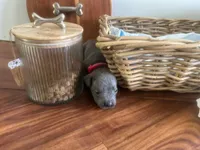 Dora Explora, a female Cane Corso for sale in Sarasota, FL – 9 of 9