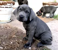 Nickname Athena, a female Cane Corso for sale in Sarasota, FL – 4 of 10