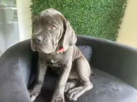 Nickname Bella , a female Cane Corso for sale in Sarasota, FL – 2 of 10
