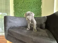 Nickname Athena, a female Cane Corso for sale in Sarasota, FL – 8 of 10