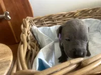 Athena, a female Cane Corso for sale in Sarasota, FL – 2 of 5