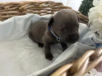 Gordon , a male Cane Corso for sale in Sarasota, FL – 5 of 5