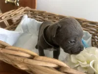 Houdini, a male Cane Corso for sale in Sarasota, FL – 6 of 6