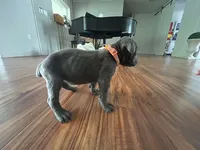 Nickname Bella , a female Cane Corso for sale in Sarasota, FL – 7 of 8