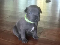 Nickname Zeus - Baymax, a male Cane Corso for sale in Sarasota, FL – 2 of 9