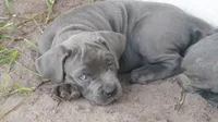 Nickname Bella , a female Cane Corso for sale in Sarasota, FL – 5 of 10