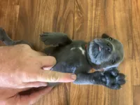 Nickname Dora Explora, a female Cane Corso for sale in Sarasota, FL – 3 of 10