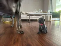 Nickname Dora Explora, a female Cane Corso for sale in Sarasota, FL – 2 of 10