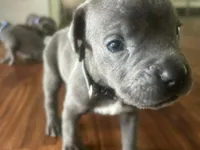 Nickname Thor - Houdini, a male Cane Corso for sale in Sarasota, FL – 2 of 9