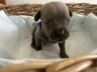 Gordon , a male Cane Corso for sale in Sarasota, FL – 1 of 5