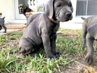 Nickname Athena, a female Cane Corso for sale in Sarasota, FL – 5 of 10