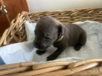 Einstein, a male Cane Corso for sale in Sarasota, FL – 3 of 5