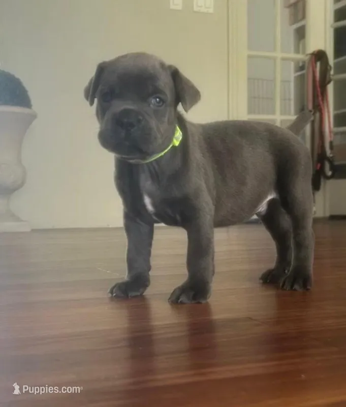 Nickname Zeus - Baymax – Cane Corso puppy for sale in Sarasota, FL