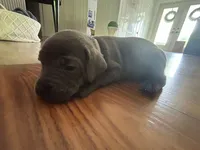 Nickname Athena, a female Cane Corso for sale in Sarasota, FL – 9 of 9