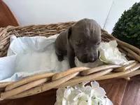 Godzilla, a male Cane Corso for sale in Sarasota, FL – 5 of 7