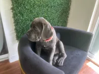 Nickname Bella , a female Cane Corso for sale in Sarasota, FL – 5 of 10