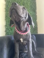 Nickname Athena, a female Cane Corso for sale in Sarasota, FL – 5 of 10
