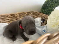 Dora Explora, a female Cane Corso for sale in Sarasota, FL – 2 of 9