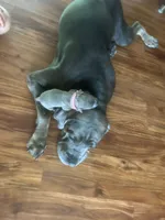 Nickname Reyna - Olive, a female Cane Corso for sale in Sarasota, FL – 5 of 9