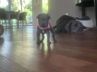 Nickname Reyna - Olive, a female Cane Corso for sale in Sarasota, FL – 3 of 9