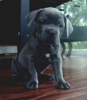 Nickname Reyna - Olive, a female Cane Corso for sale in Sarasota, FL – 8 of 10