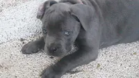 Nickname Reyna - Olive, a female Cane Corso for sale in Sarasota, FL – 5 of 10