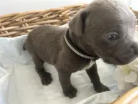 Houdini, a male Cane Corso for sale in Sarasota, FL – 2 of 6