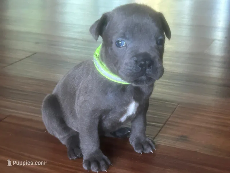 Nickname Zeus - Baymax – Cane Corso puppy for sale in Sarasota, FL