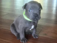 Nickname Zeus - Baymax, a male Cane Corso for sale in Sarasota, FL – 1 of 9