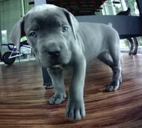 Nickname Reyna - Olive, a female Cane Corso for sale in Sarasota, FL – 7 of 10