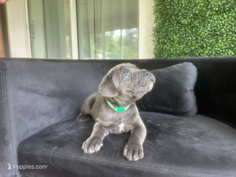 Nickname Titan - Godzilla – Cane Corso puppy for sale in Sarasota, FL
