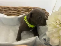 Baymax, a male Cane Corso for sale in Sarasota, FL – 8 of 8