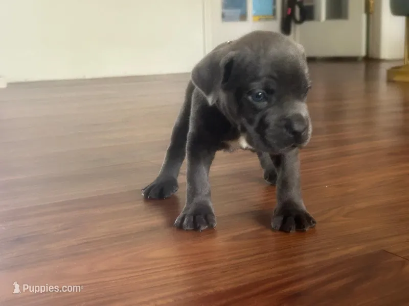 Nickname Thor - Houdini – Cane Corso puppy for sale in Sarasota, FL