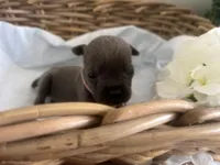 Olive, a female Cane Corso for sale in Sarasota, FL – 4 of 4