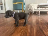 Nickname Athena, a female Cane Corso for sale in Sarasota, FL – 7 of 9