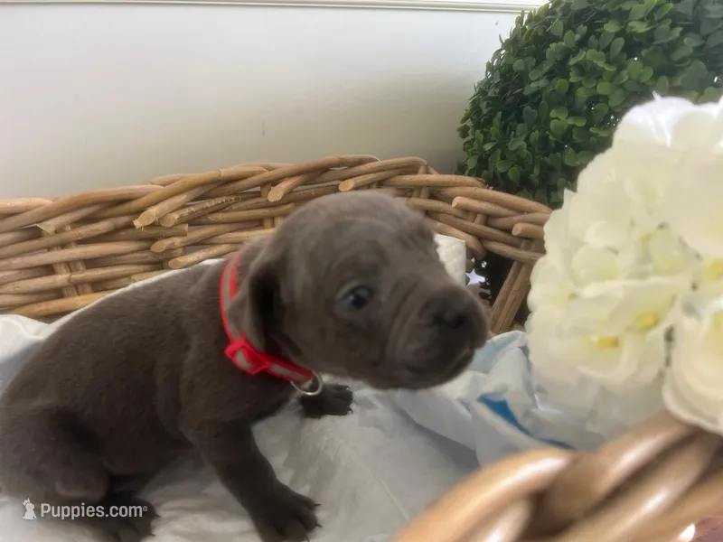 Dora Explora – Cane Corso puppy for sale in Sarasota, FL