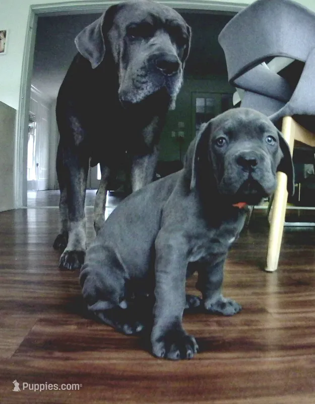 Nickname Bella  – Cane Corso puppy for sale in Sarasota, FL