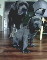 Nickname Bella , a female Cane Corso for sale in Sarasota, FL – 6 of 10