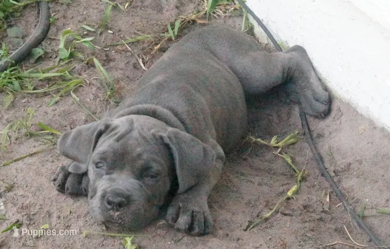 Nickname Reyna - Olive – Cane Corso puppy for sale in Sarasota, FL
