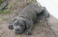 Nickname Reyna - Olive, a female Cane Corso for sale in Sarasota, FL – 3 of 10