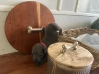Dora Explora, a female Cane Corso for sale in Sarasota, FL – 7 of 9