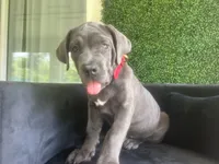 Nickname Artemis/ Dora Explora, a female Cane Corso for sale in Sarasota, FL – 2 of 10