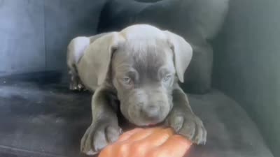 Nickname Athena, a female Cane Corso for sale in Sarasota, FL – 9 of 10