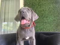 Nickname Artemis/ Dora Explora, a female Cane Corso for sale in Sarasota, FL – 5 of 10