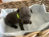 Baymax, a male Cane Corso for sale in Sarasota, FL – 1 of 8
