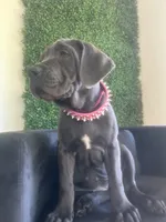 Nickname Athena, a female Cane Corso for sale in Sarasota, FL – 2 of 10