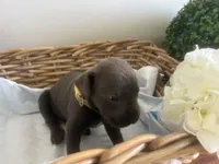 Einstein, a male Cane Corso for sale in Sarasota, FL – 5 of 5