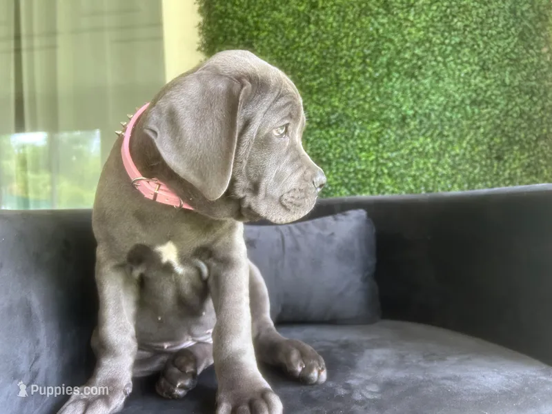 Nickname Reyna - Olive – Cane Corso puppy for sale in Sarasota, FL
