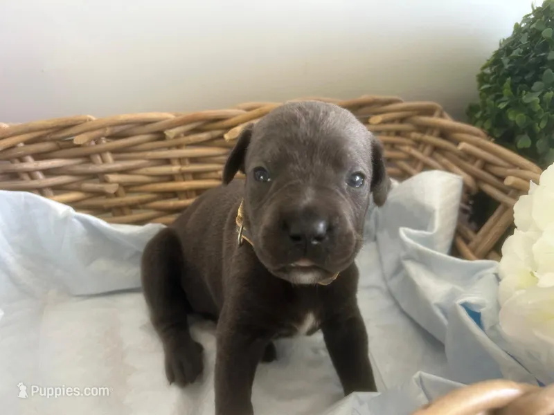 Einstein – Cane Corso puppy on hold in Sarasota, FL